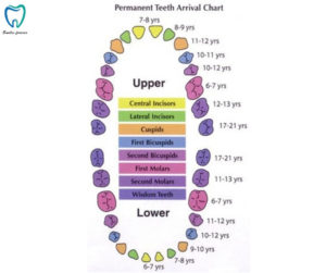 Permanent Teeth Arrival Chart | Dental Clinic in Bangalore